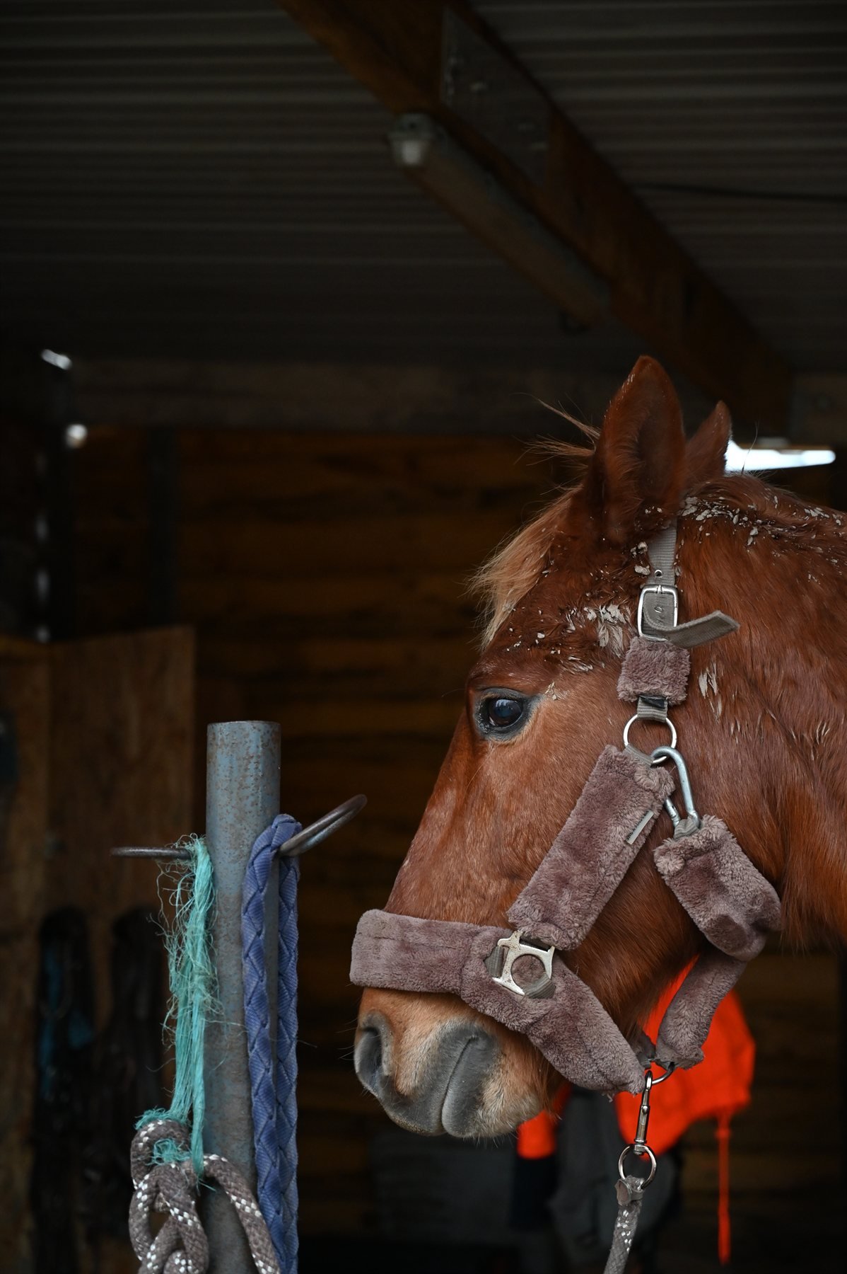 Cheval au box, licol et longe