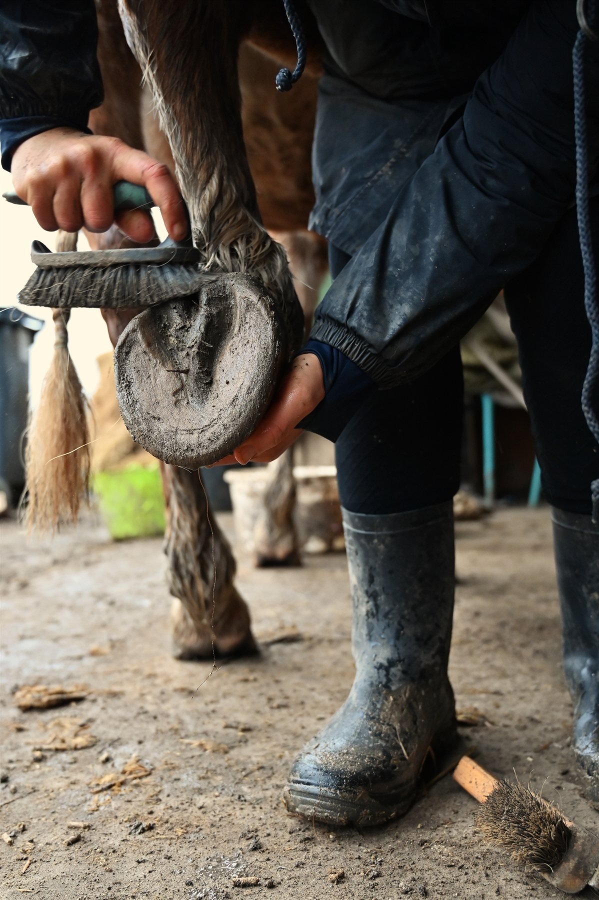 Curage du sabot d'un cheval avec un cure-pied