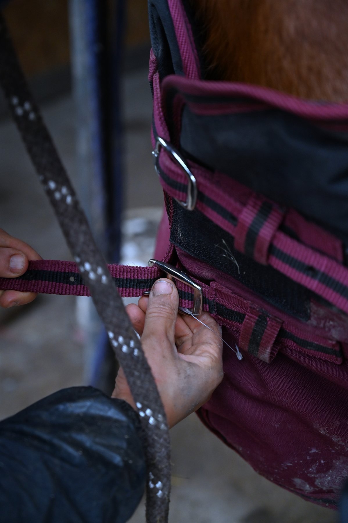 Mains ajustant un harnachement de cheval