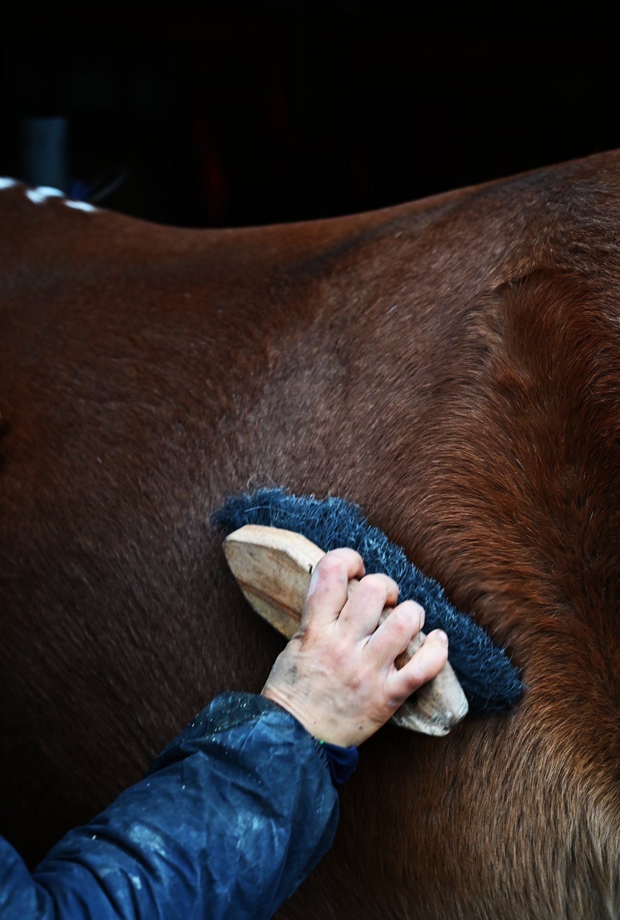 Pansage à l'étrille sur la robe d'un cheval