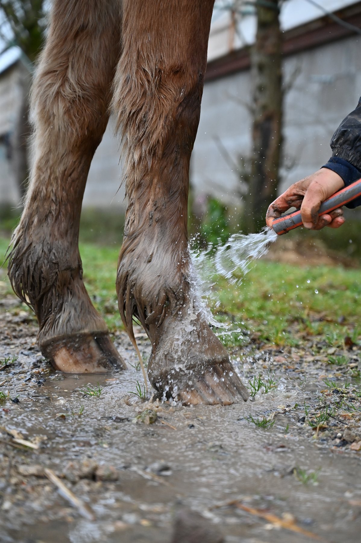 Douche des membres d'un cheval après le travail