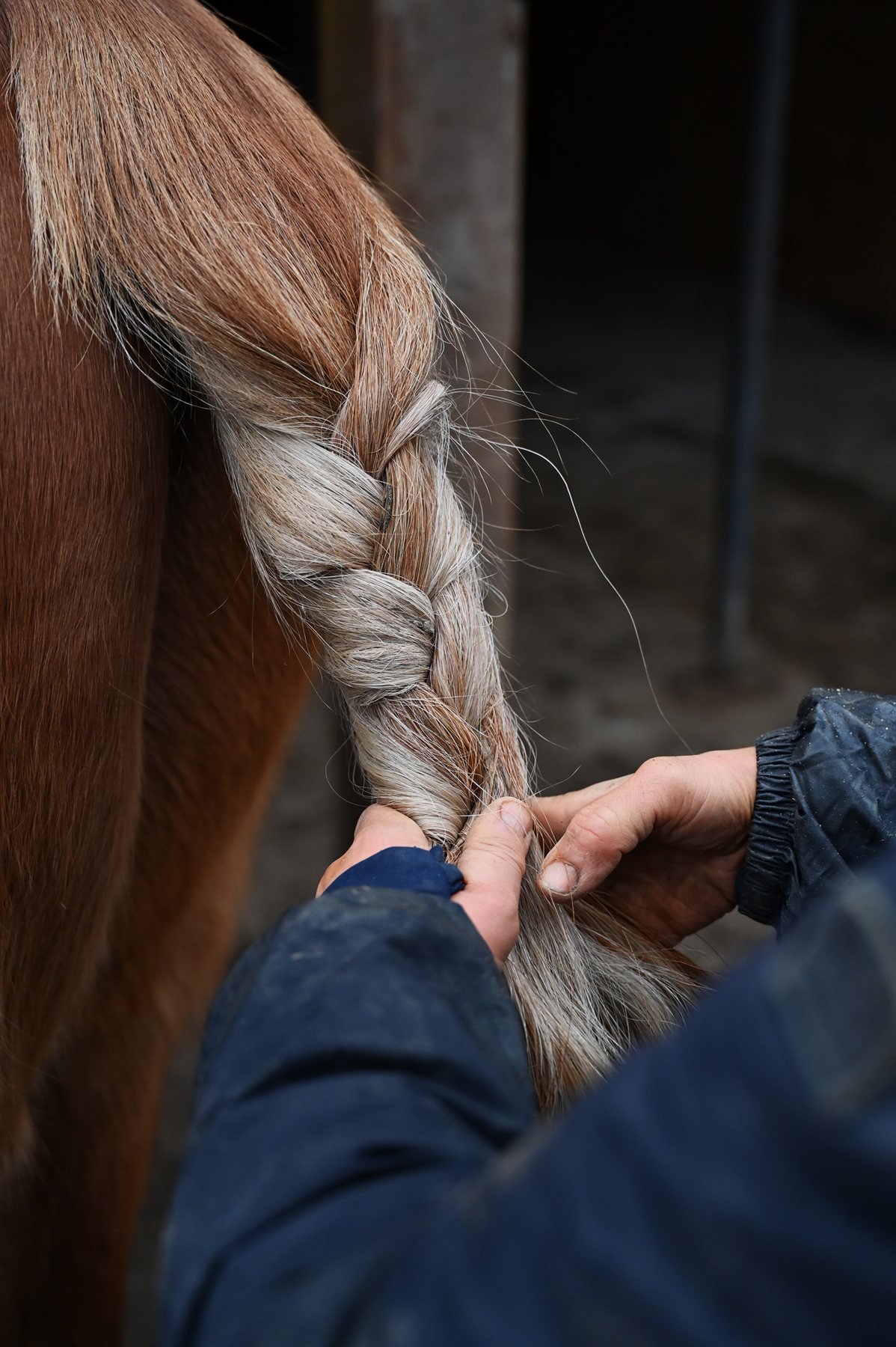 Mains tressant la crinière d'un cheval dans une écurie