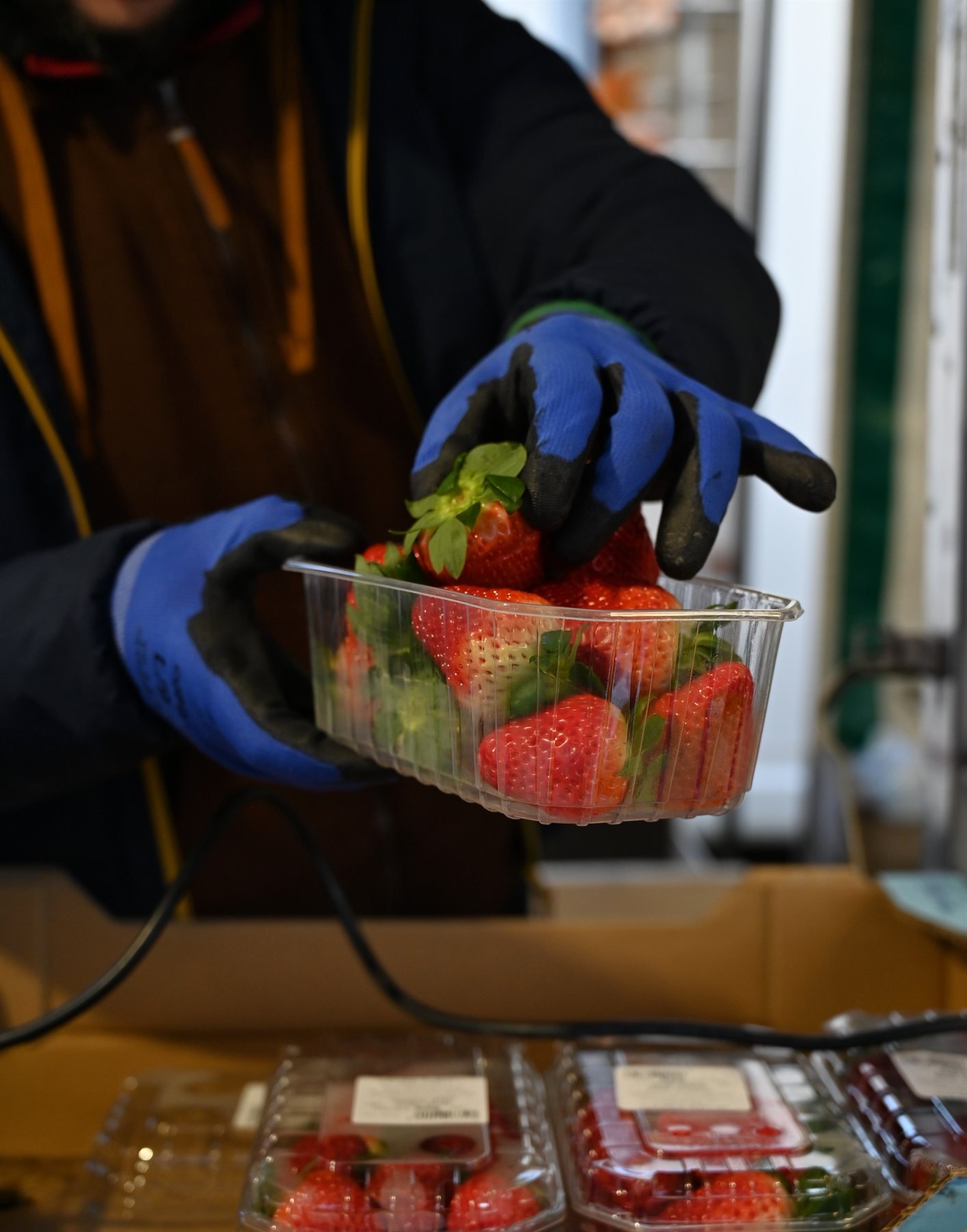 Mains gantées tenant une barquette de fraises
