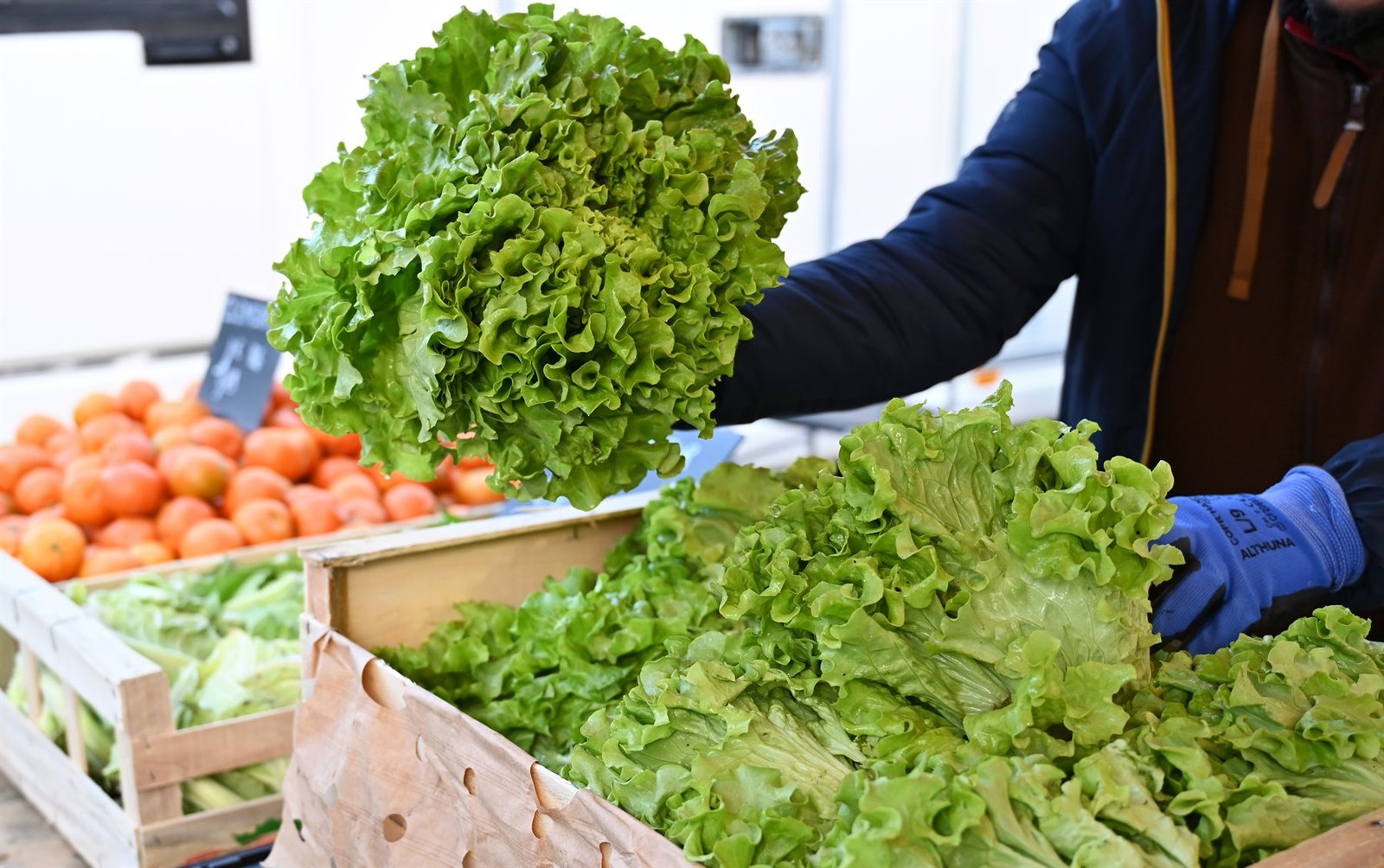 Mains gantées soulevant une salade au-dessus d'une cagette